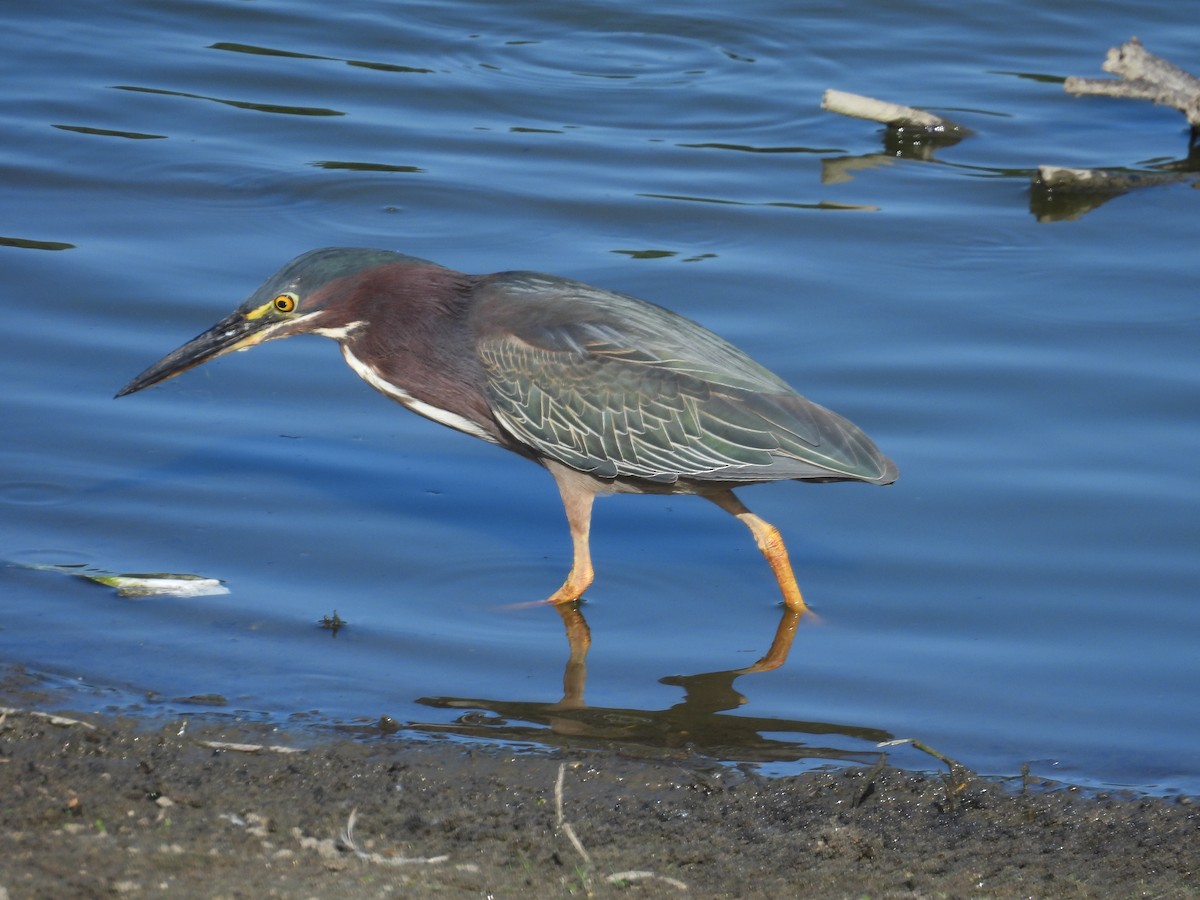 Green Heron - ML620654246