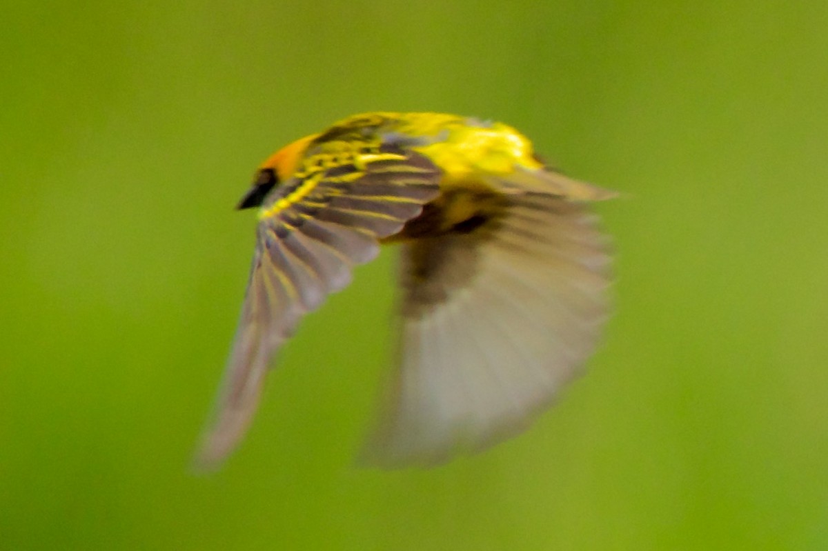 Speke's Weaver - ML620654247