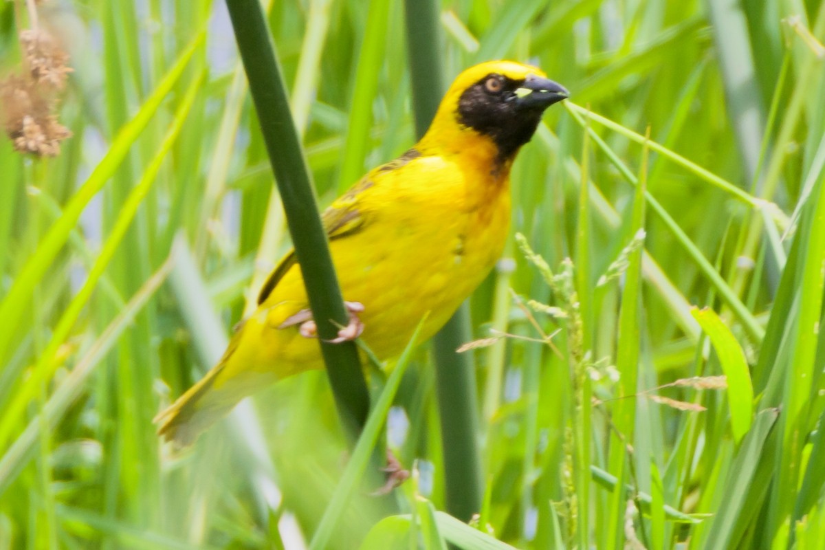 Speke's Weaver - ML620654249