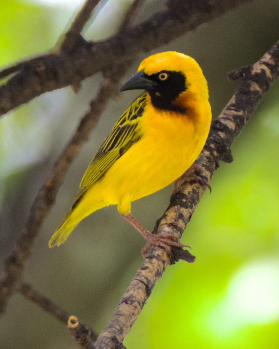 Speke's Weaver - ML620654250