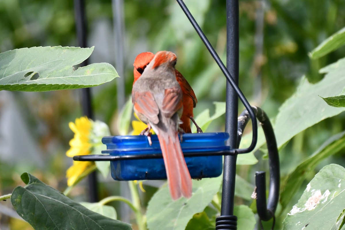 Cardinal rouge - ML620654251