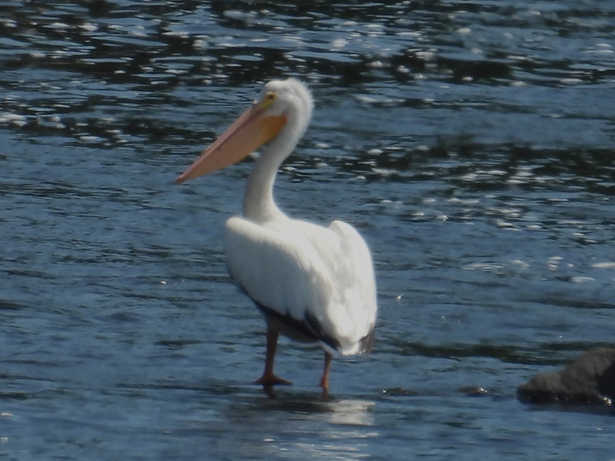 American White Pelican - ML620654255