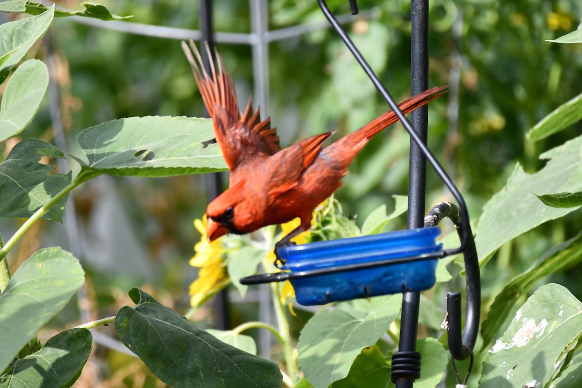 Northern Cardinal - ML620654257