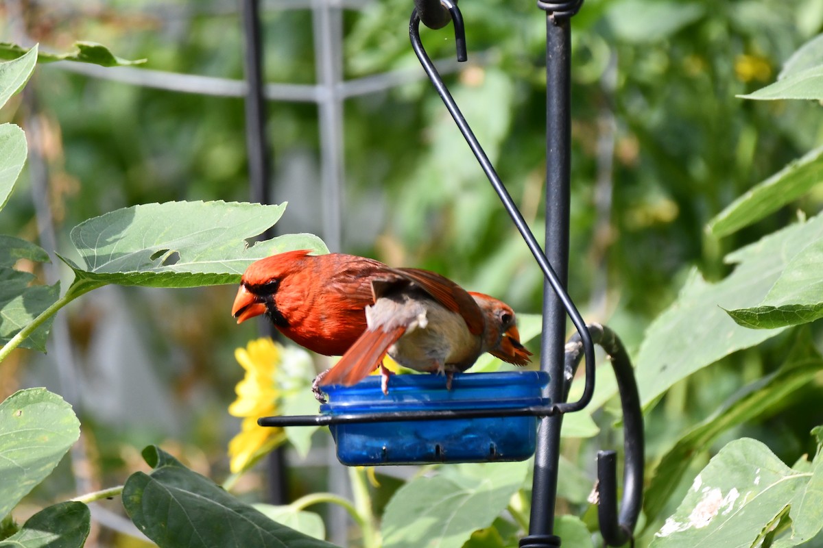 Cardinal rouge - ML620654260