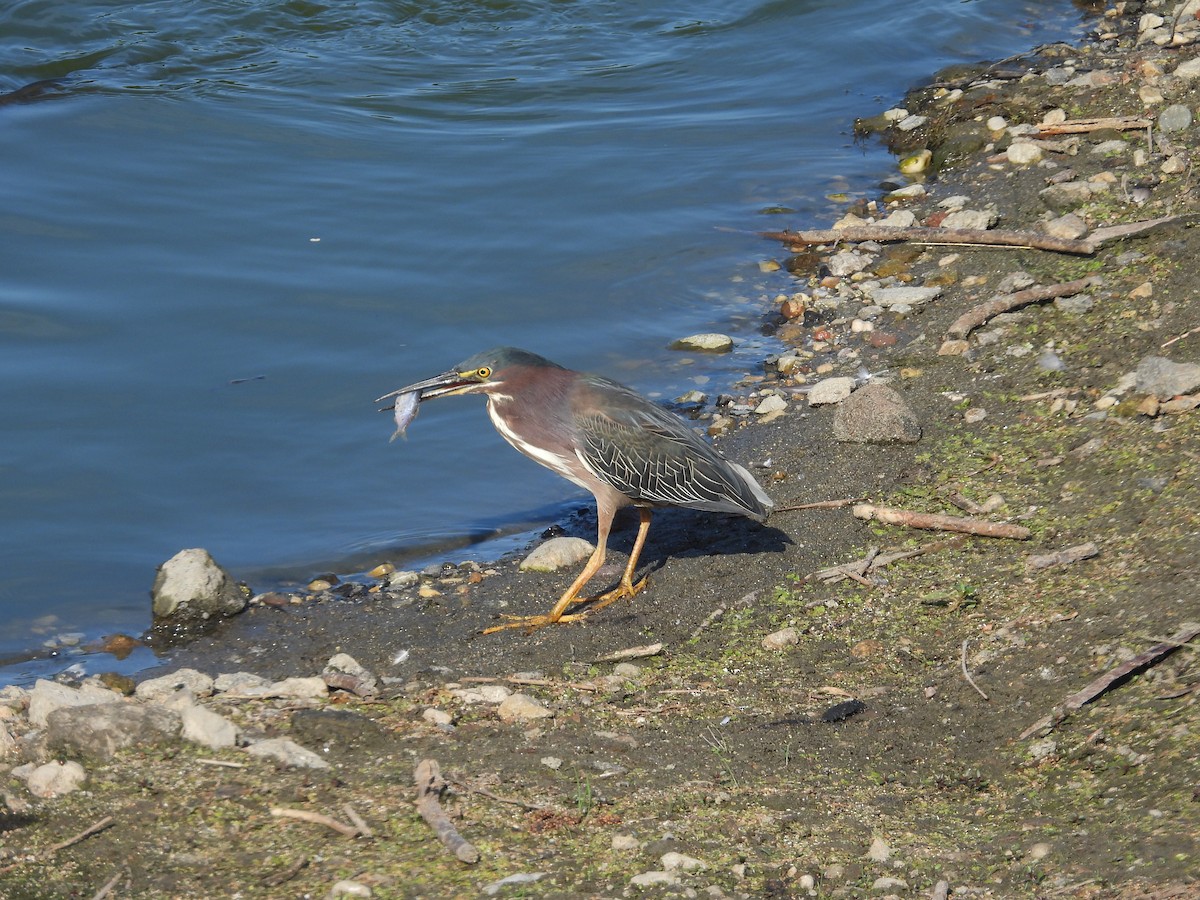 Green Heron - ML620654264