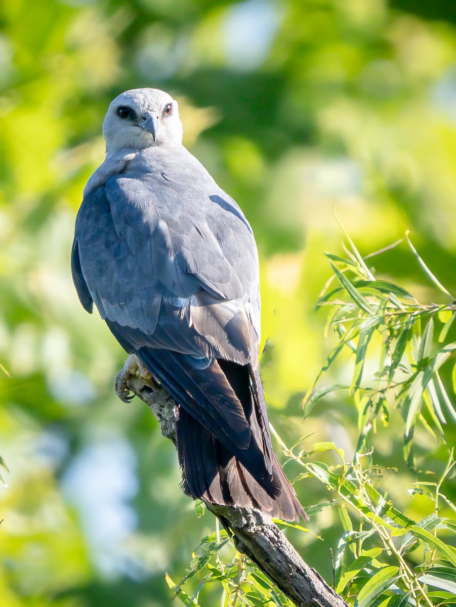 Mississippi Kite - ML620654270