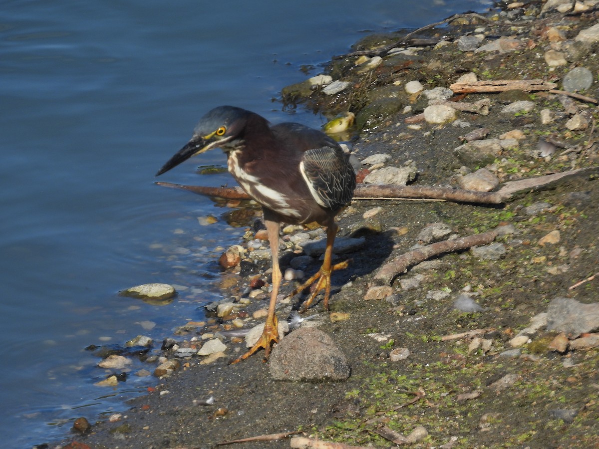 Green Heron - ML620654273