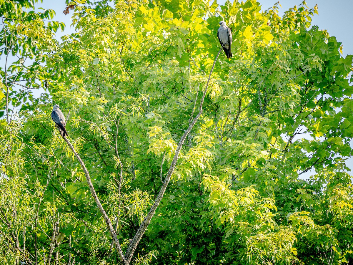 Mississippi Kite - Steven Lasley