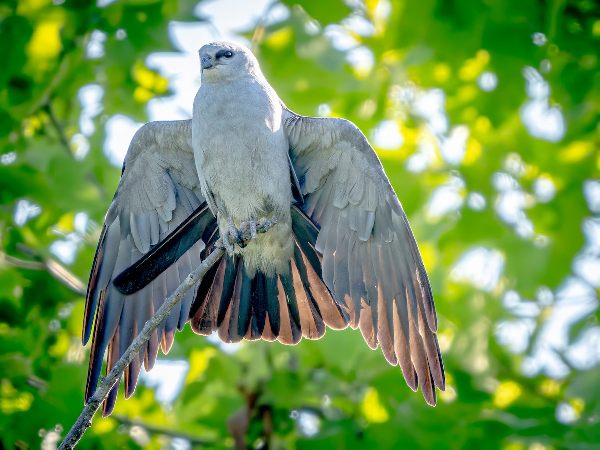 Mississippi Kite - Steven Lasley