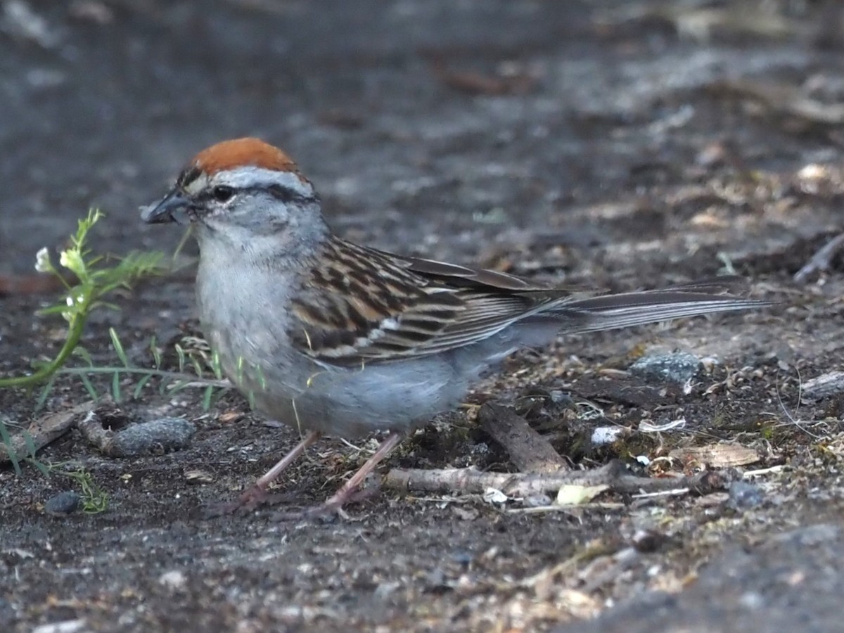 Chipping Sparrow - ML620654292