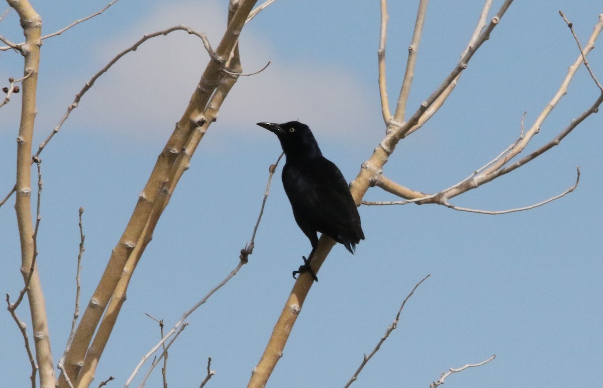 Great-tailed Grackle - ML620654293