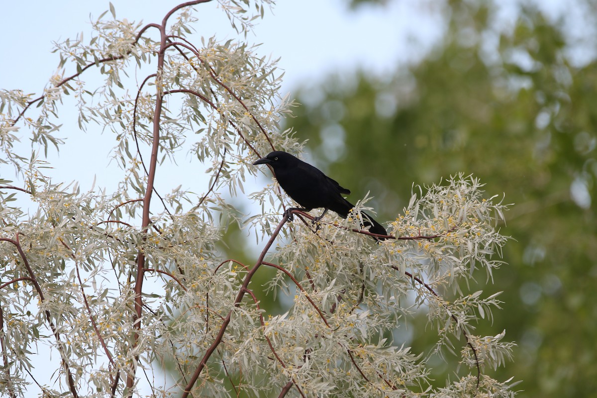 Great-tailed Grackle - ML620654294