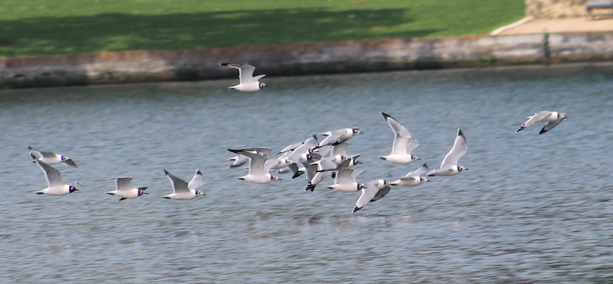 Franklin's Gull - ML620654298