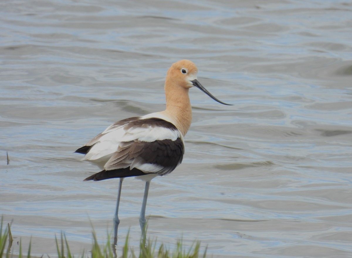 Avoceta Americana - ML620654299