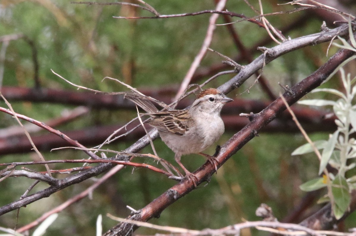 Chipping Sparrow - ML620654304