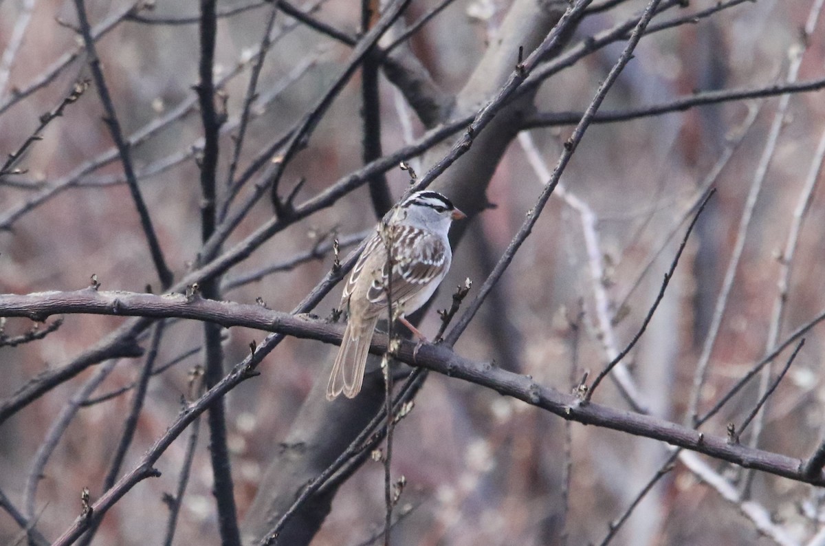 White-crowned Sparrow - ML620654311