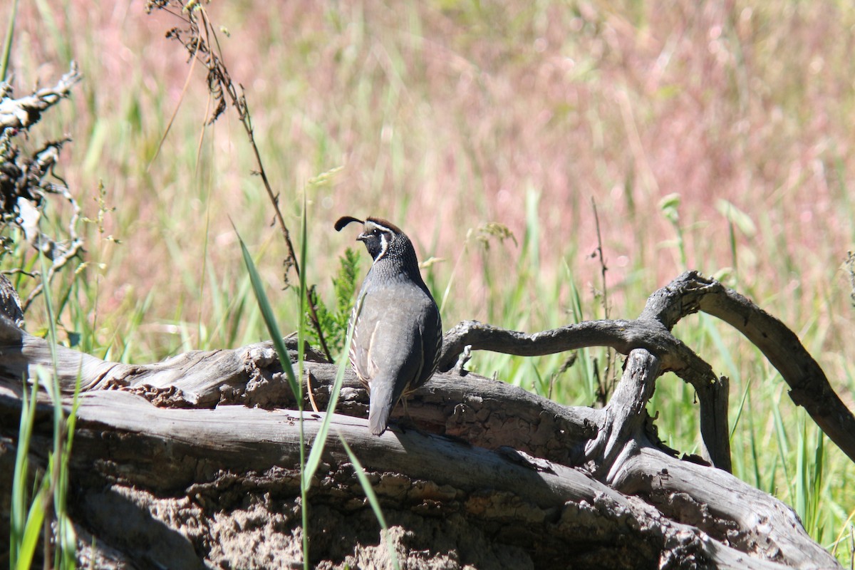 California Quail - ML620654312