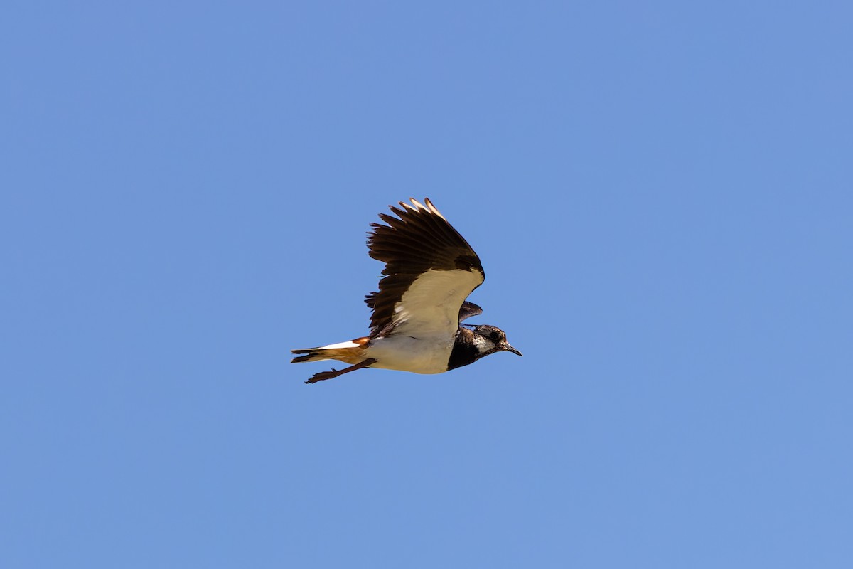 Northern Lapwing - Çağrı Şanlı