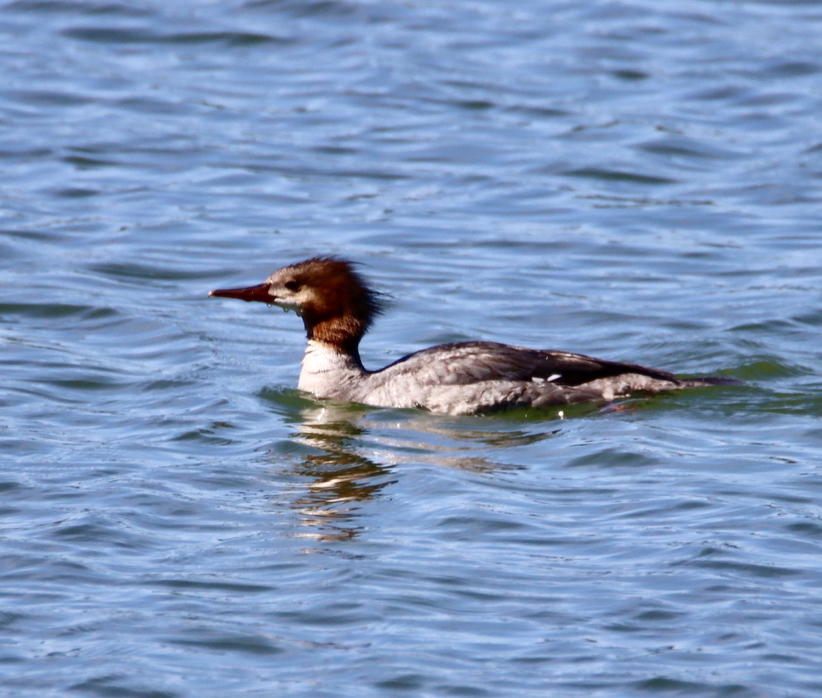 Common Merganser - ML620654320