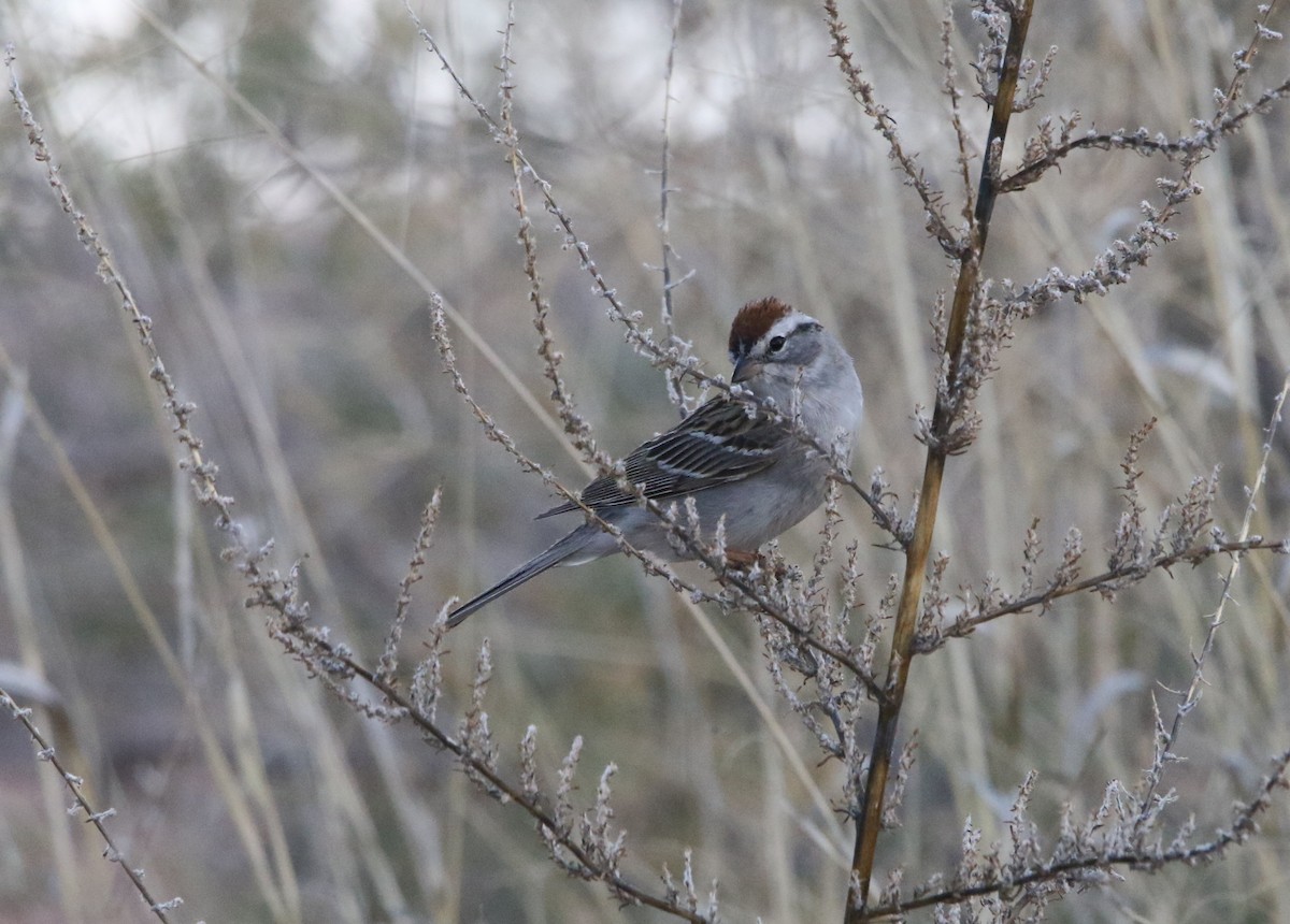Chipping Sparrow - ML620654330