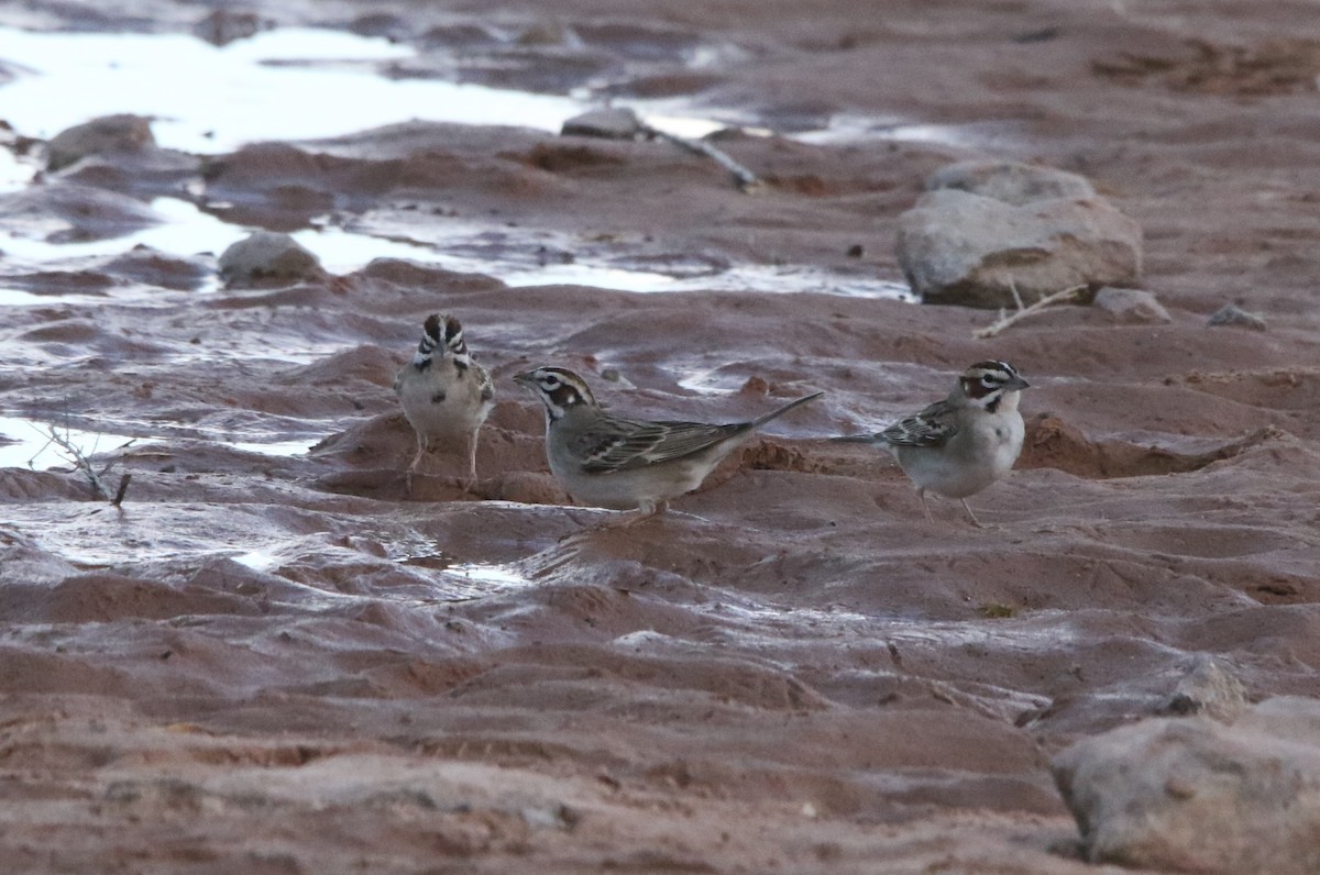 Lark Sparrow - ML620654332