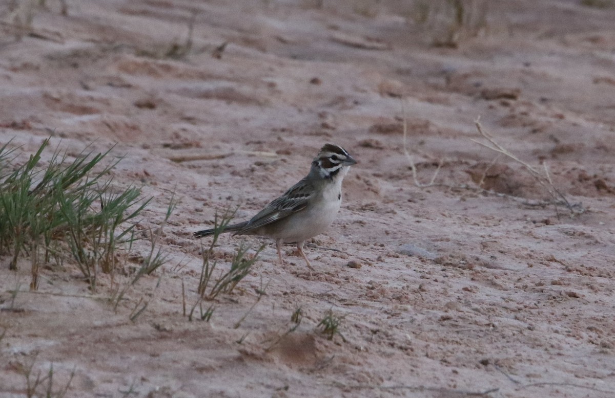 Lark Sparrow - ML620654334