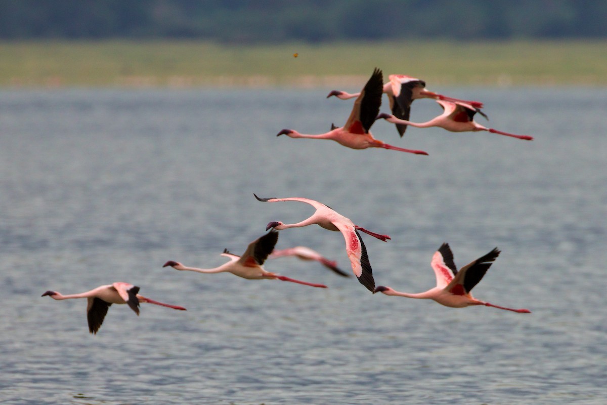 Lesser Flamingo - ML620654335