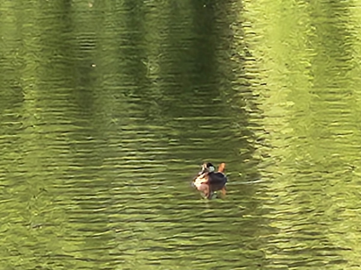 Ruddy Duck - ML620654339