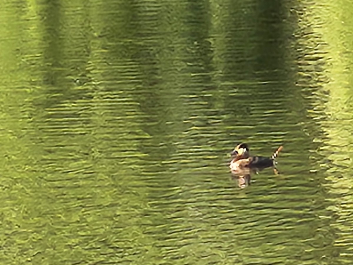 Ruddy Duck - ML620654342