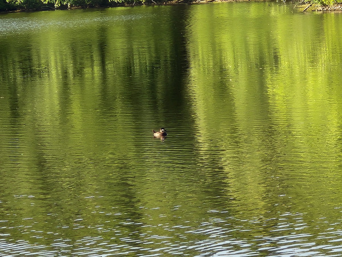 Ruddy Duck - ML620654343