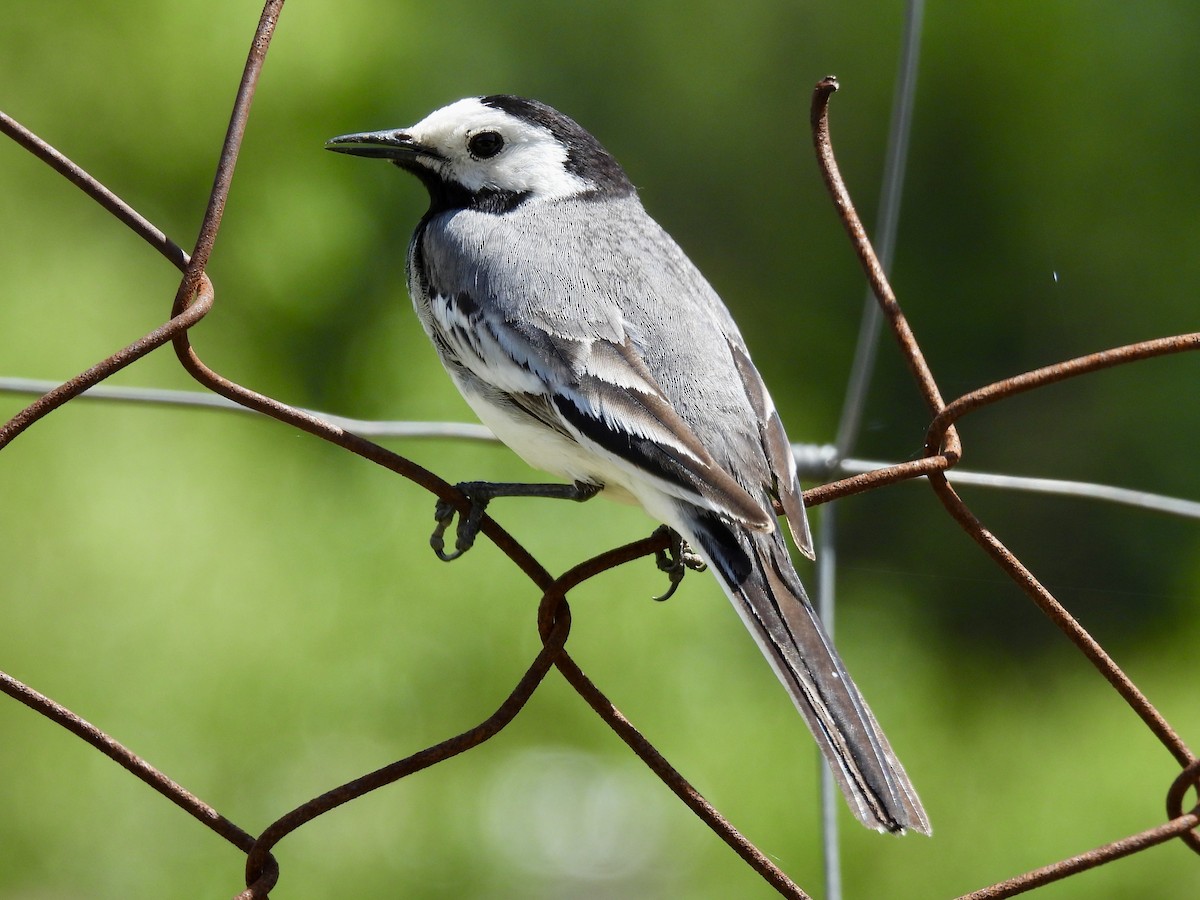 White Wagtail - ML620654352