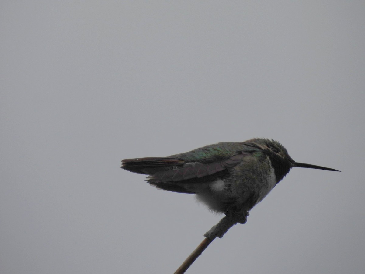 Broad-tailed Hummingbird - ML620654359