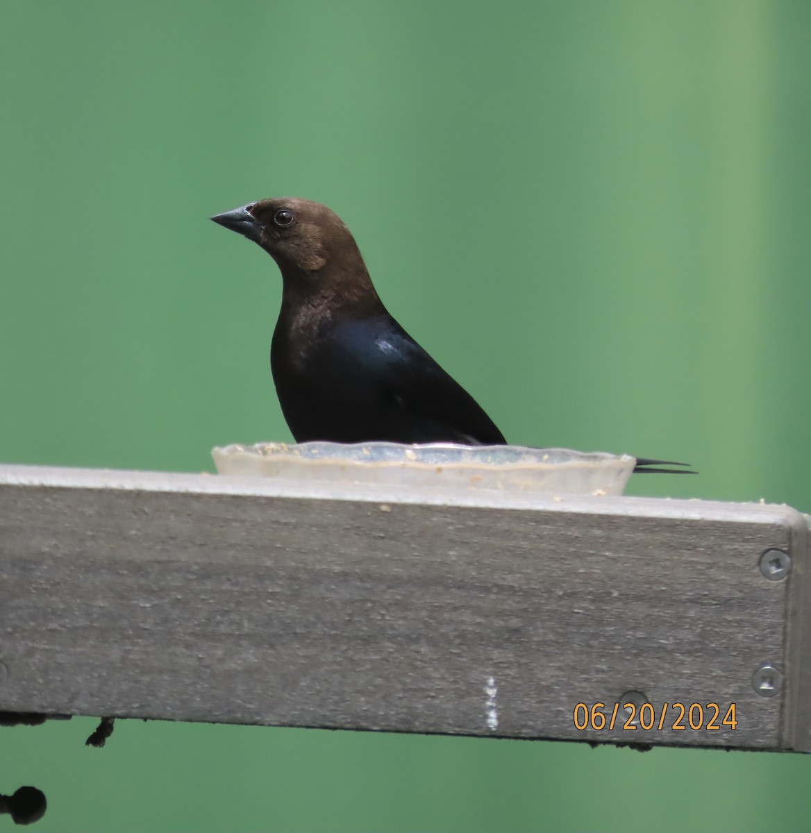 Brown-headed Cowbird - Susan Leake