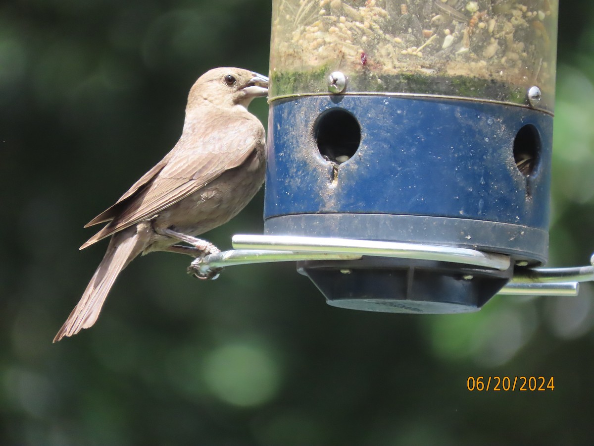 Brown-headed Cowbird - Susan Leake