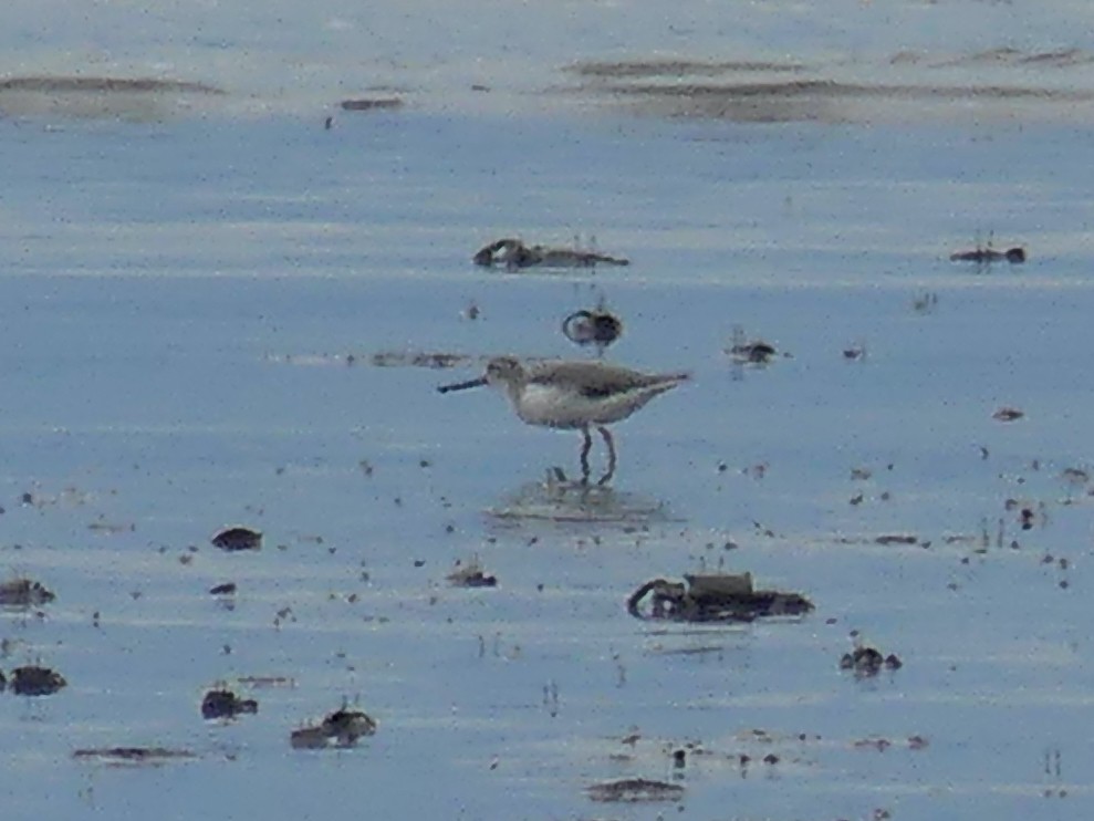 Terek Sandpiper - ML620654368