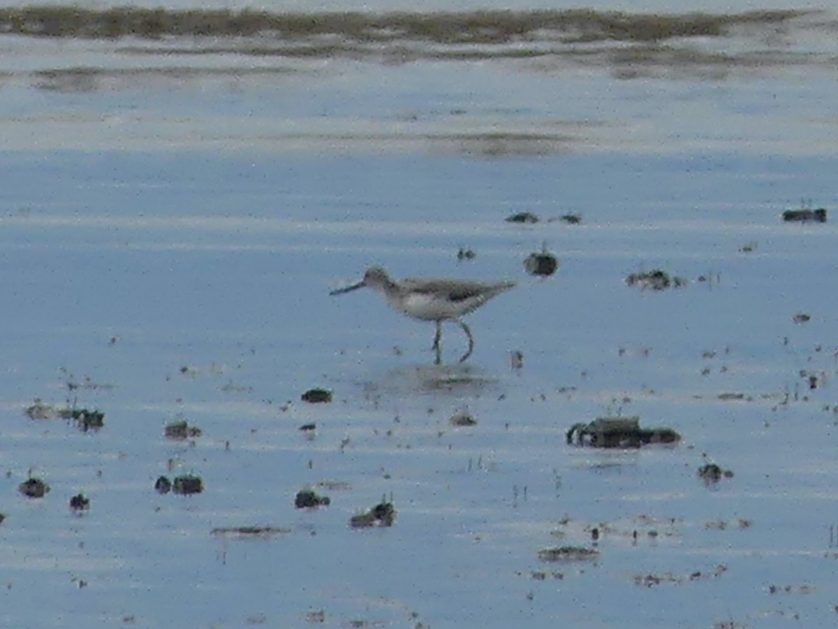 Terek Sandpiper - ML620654369