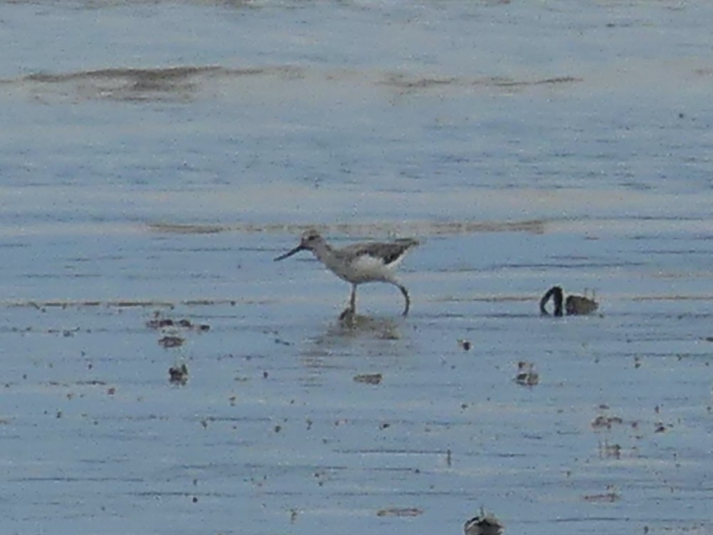 Terek Sandpiper - ML620654370