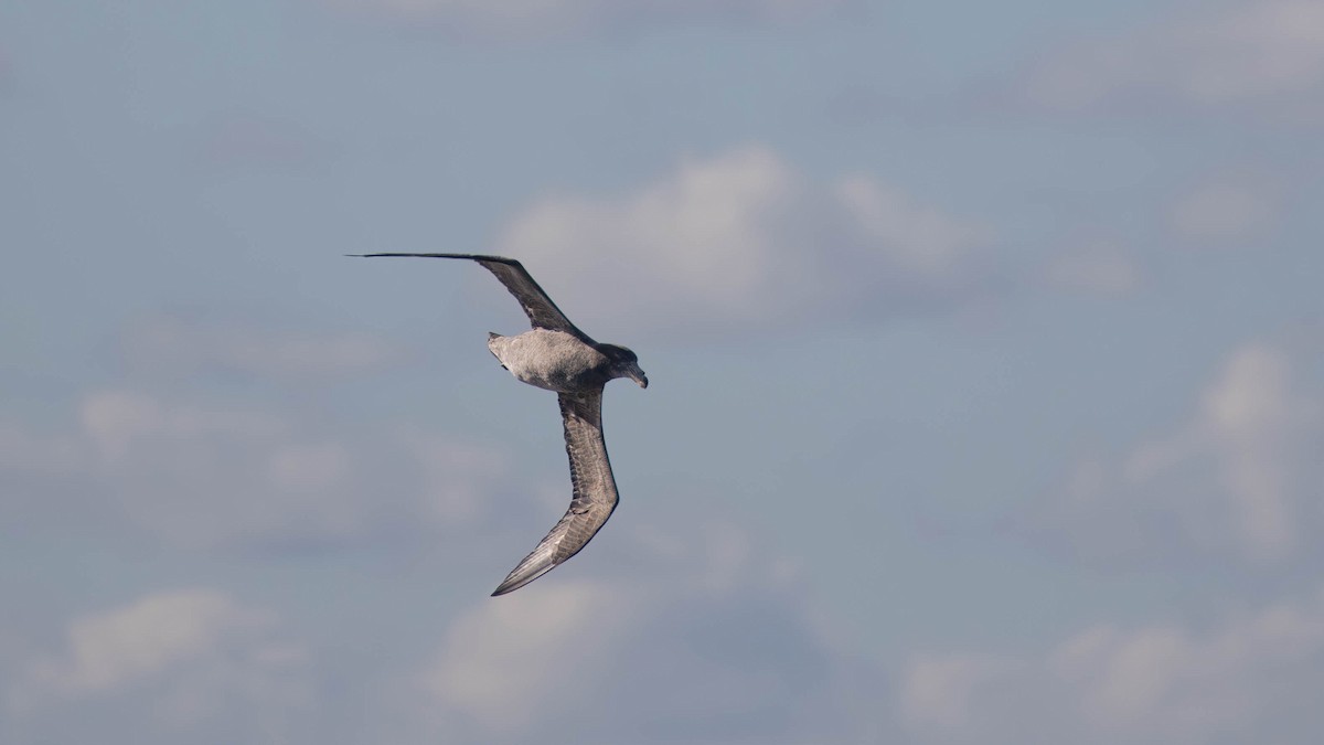 Northern Giant-Petrel - ML620654373