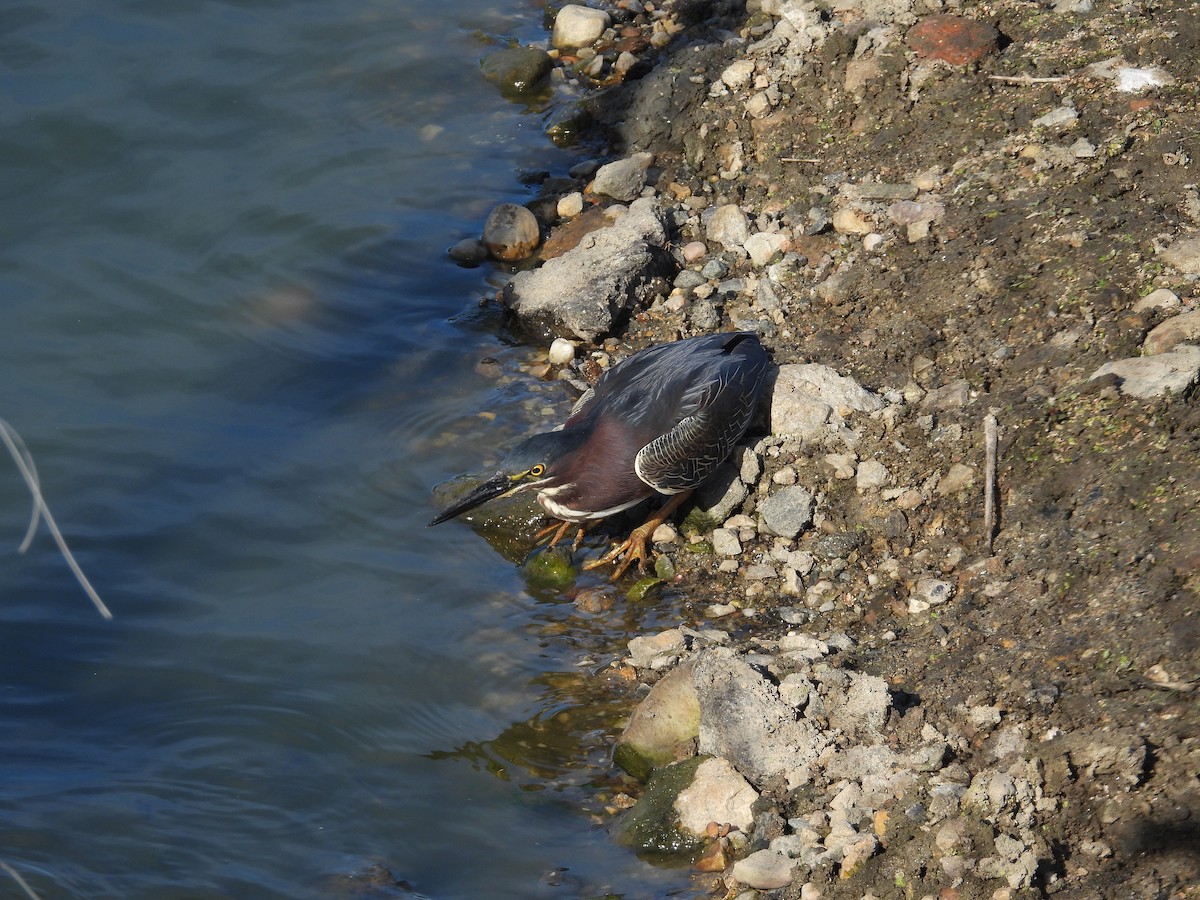 Green Heron - ML620654375