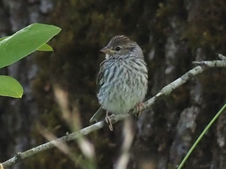 Chipping Sparrow - ML620654379