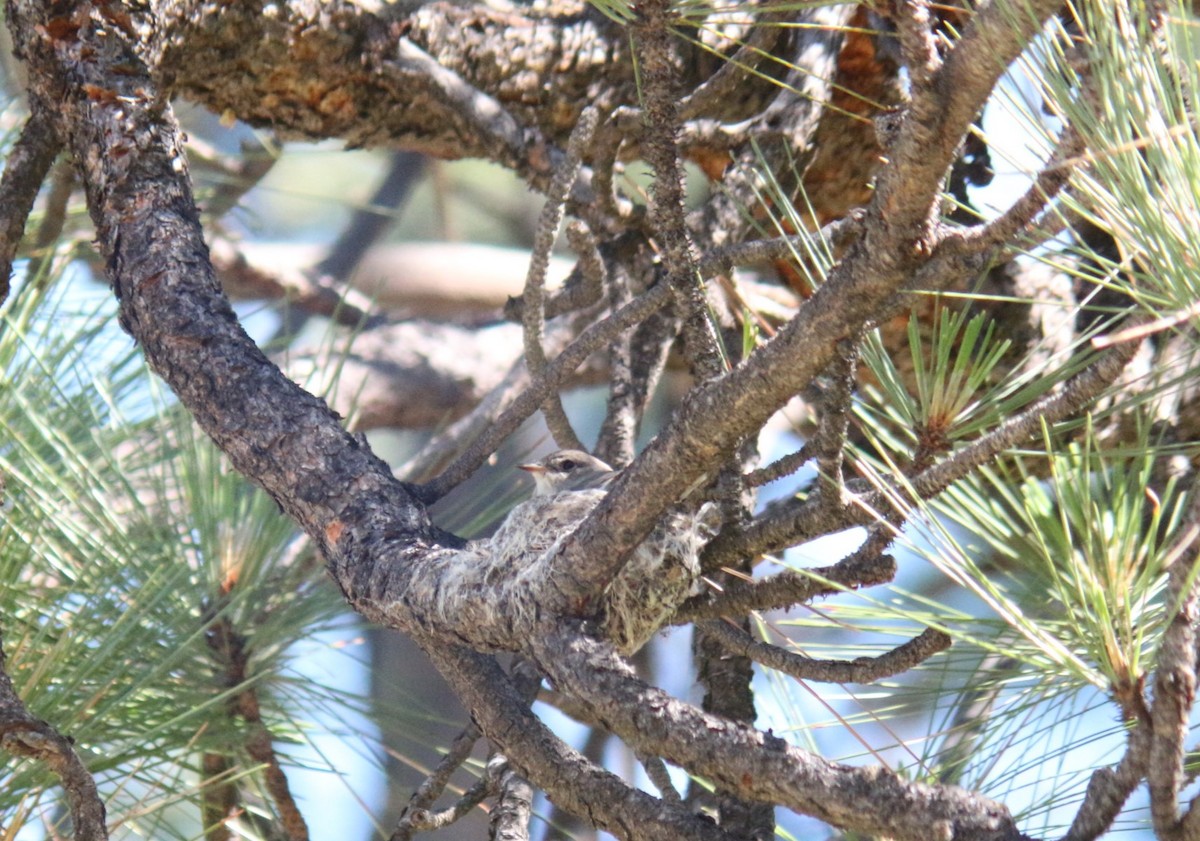 Western Wood-Pewee - ML620654384