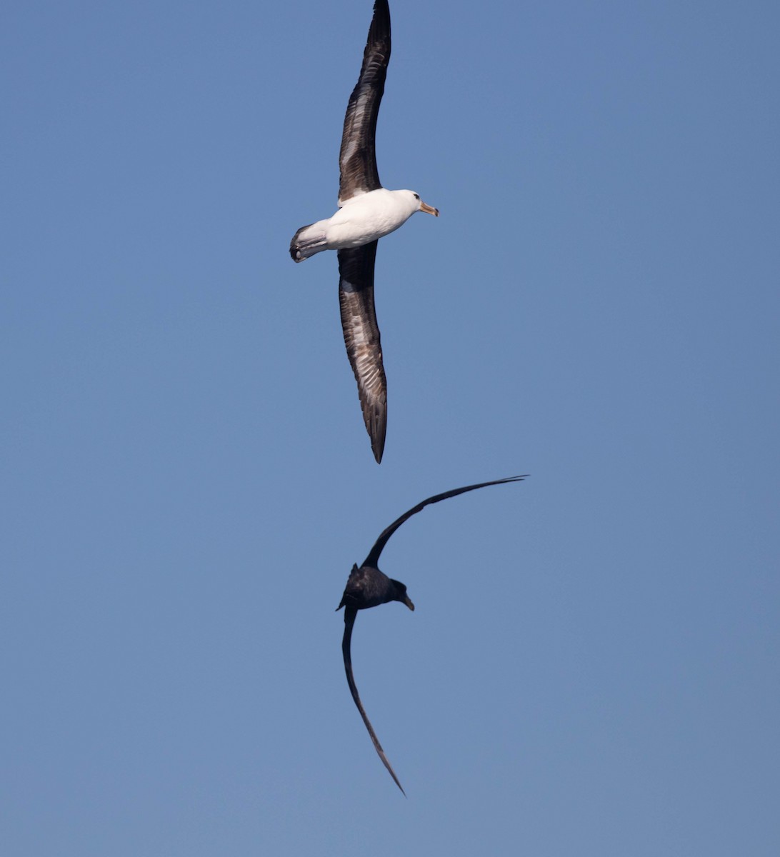 Albatros à sourcils noirs (melanophris) - ML620654387