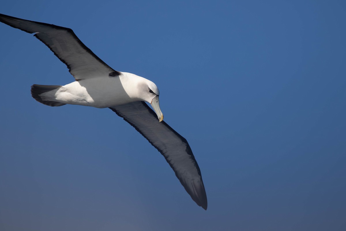 Albatros à cape blanche - ML620654390