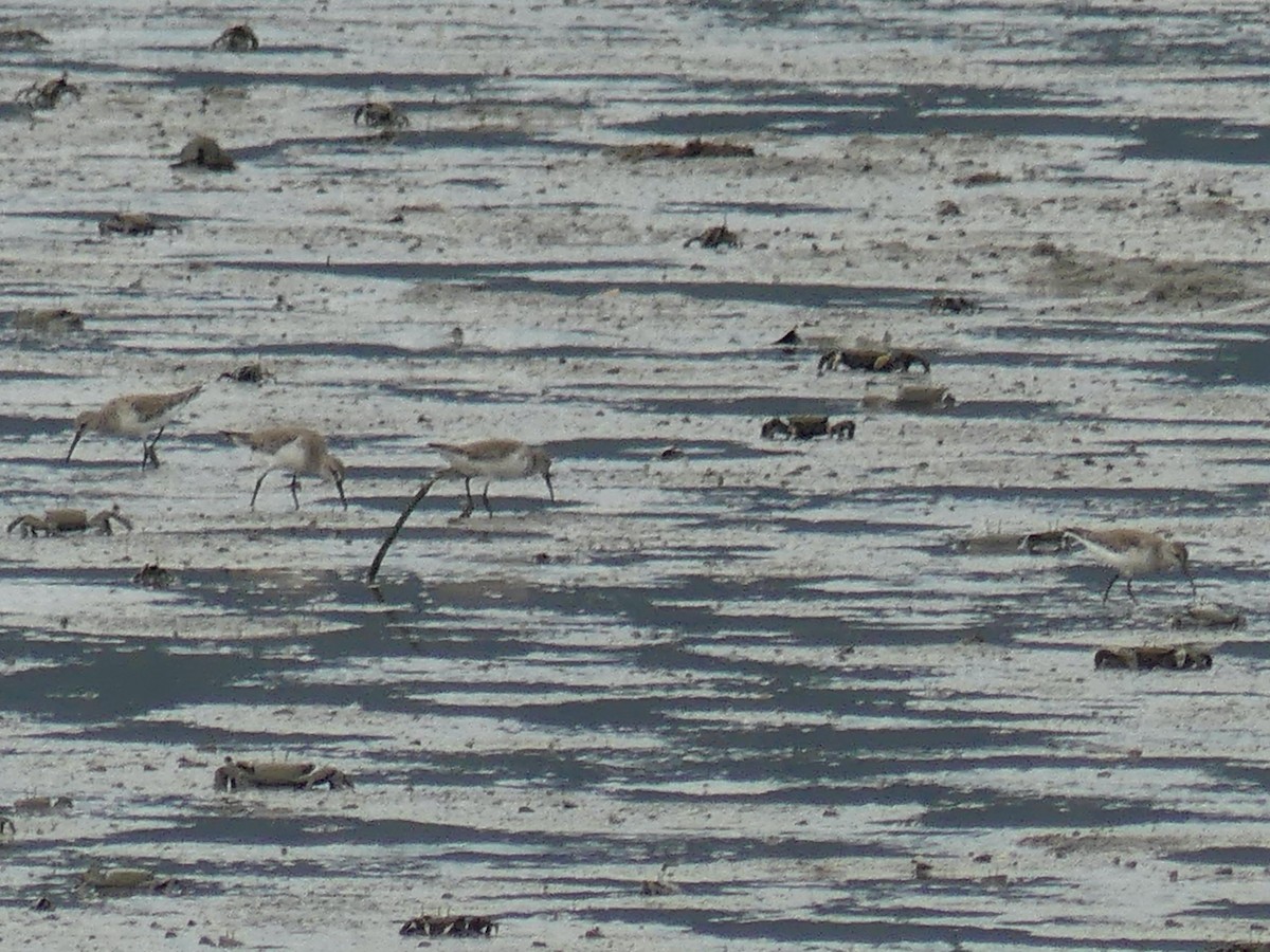 Curlew Sandpiper - ML620654392