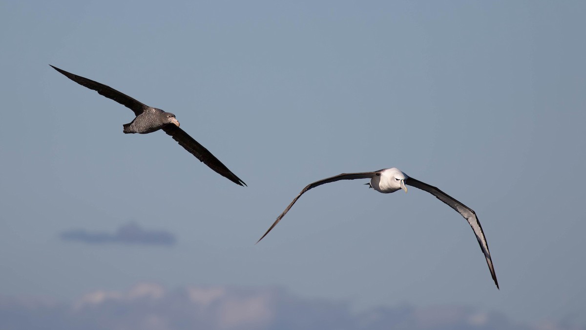 White-capped Albatross - ML620654394