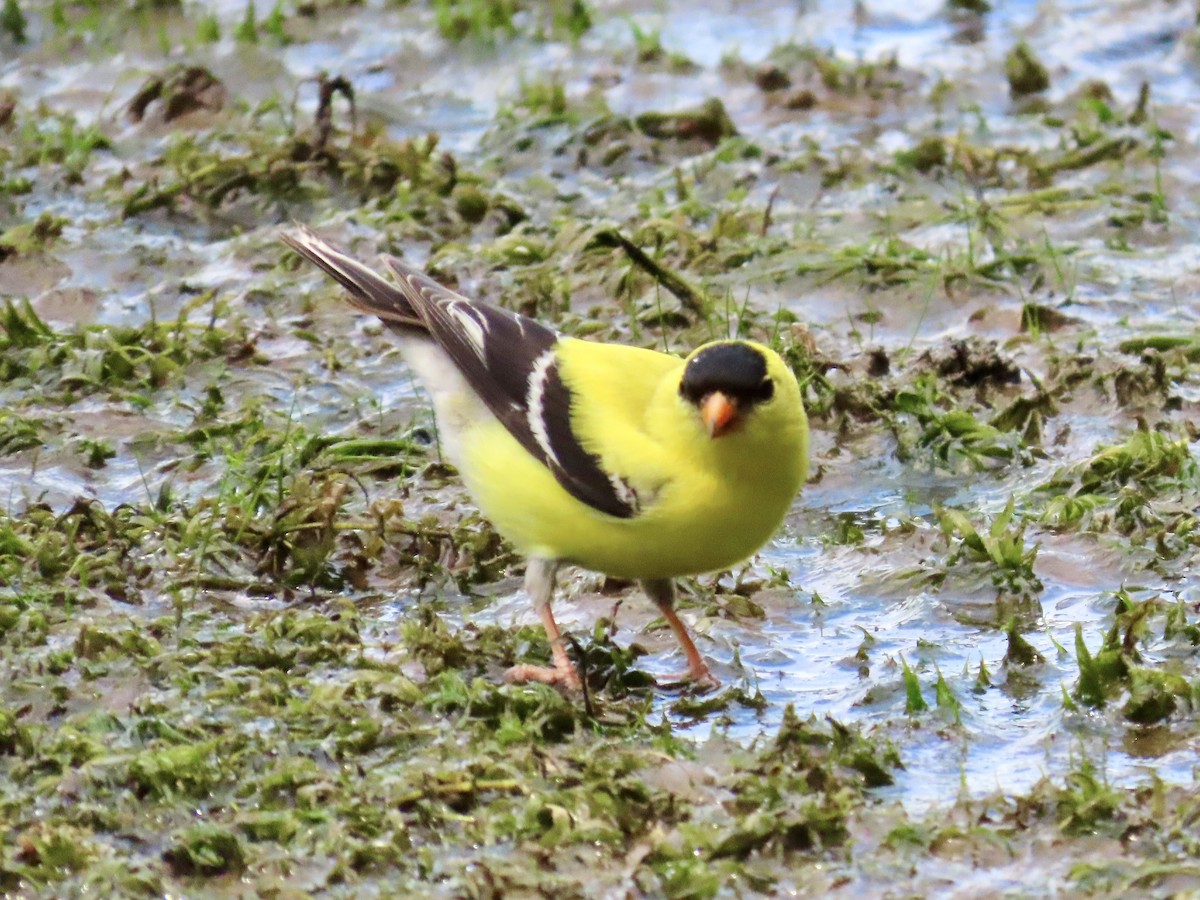 American Goldfinch - ML620654405