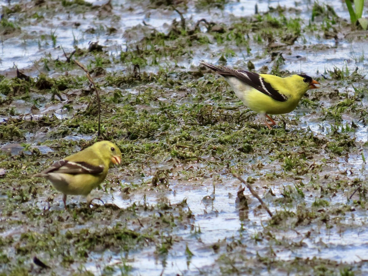 American Goldfinch - ML620654406