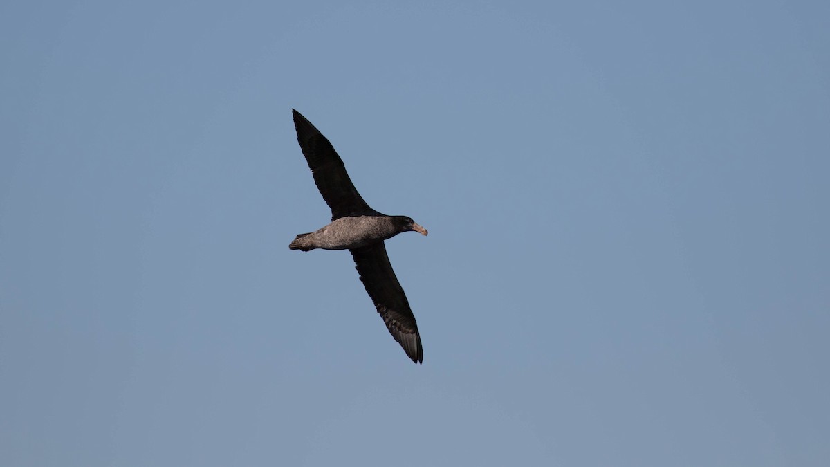 Northern Giant-Petrel - ML620654407