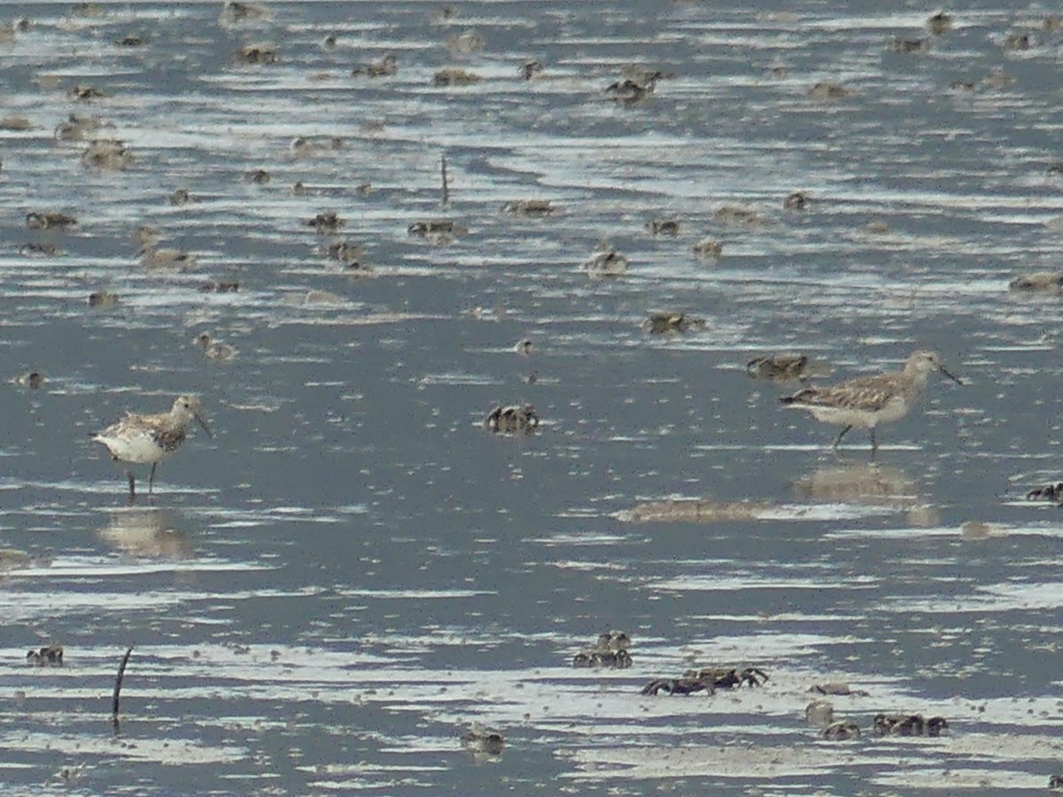 Great Knot - ML620654408