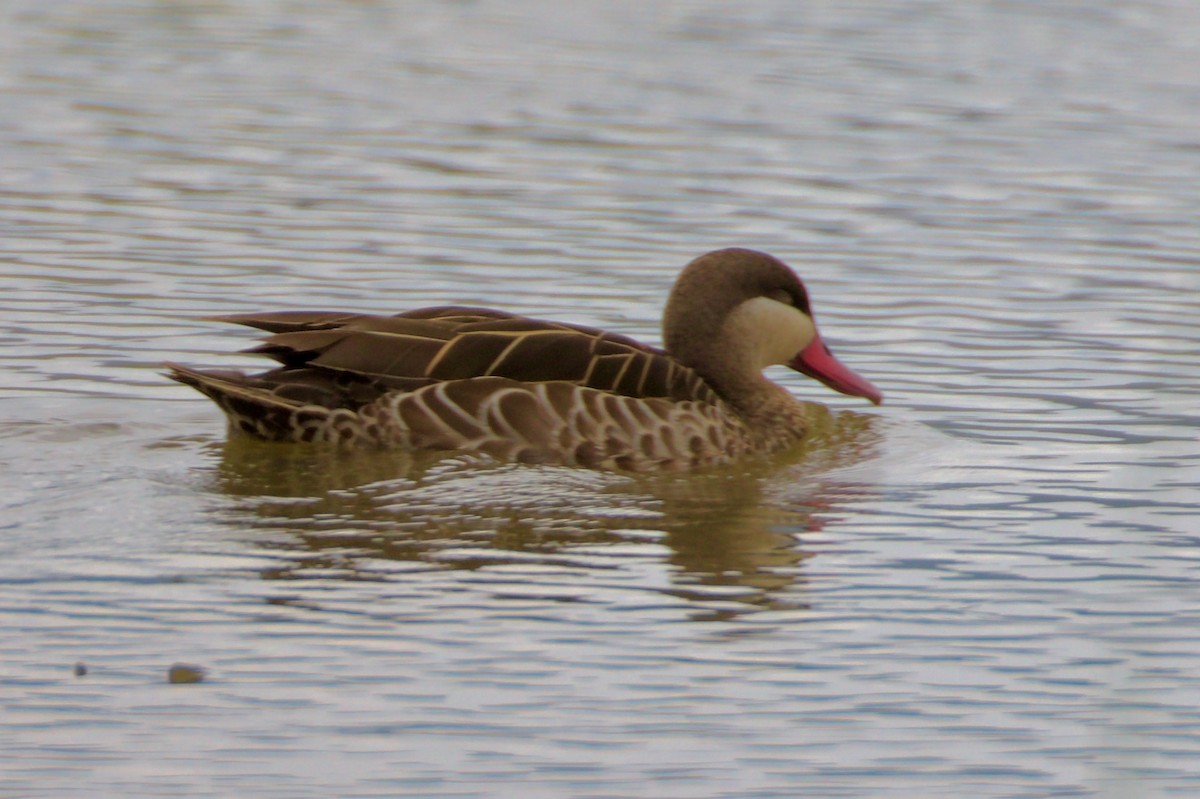 Red-billed Duck - ML620654409